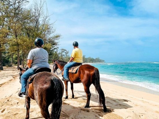ノースショア（ハレイワ）観光　ハレイワタウンで3時間の自由散策＋ドールプランテーション！海辺の絶景を楽しめる乗馬付き(70分)プランあり＜1日／送迎付き＞