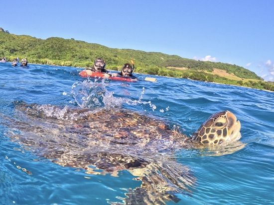 大人気ウミガメシュノーケル 石垣島 99.99％遭遇率 ニモや熱帯魚に会える感動体験 ANAグループ機内誌「翼の王国」掲載＜約3時間／現地集合おすすめ／石垣島＞