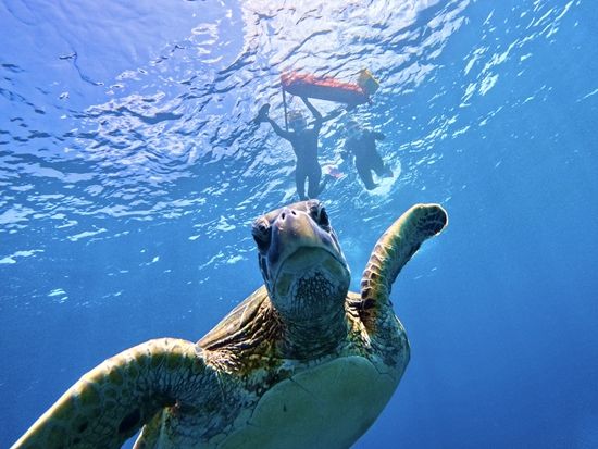 大人気ウミガメシュノーケル 石垣島 99.99％遭遇率 ニモや熱帯魚に会える感動体験 ANAグループ機内誌「翼の王国」掲載＜約3時間／現地集合おすすめ／石垣島＞