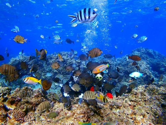 青の洞窟 体験ダイビング　混雑しにくい早朝6時30分便は一番乗りで青の洞窟へ！＜ボート／ガイド貸切／恩納村発＞