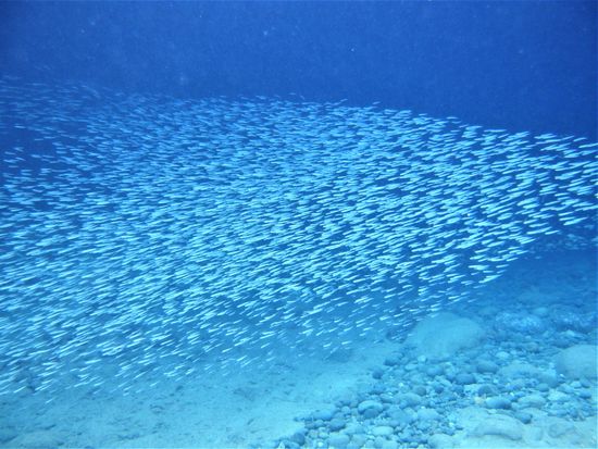 5枚目時にはアジの大群に出会えること