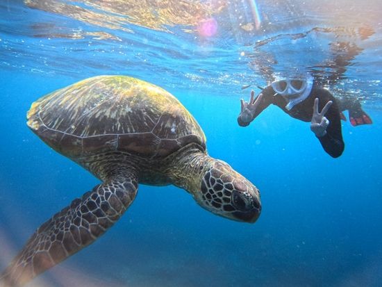 幻の島上陸＆ウミガメシュノーケリング  ドローン空撮無料＋写真＆動画プレゼント 送迎付きで気軽に参加OK◎＜約5時間／一人参加可／石垣島＞