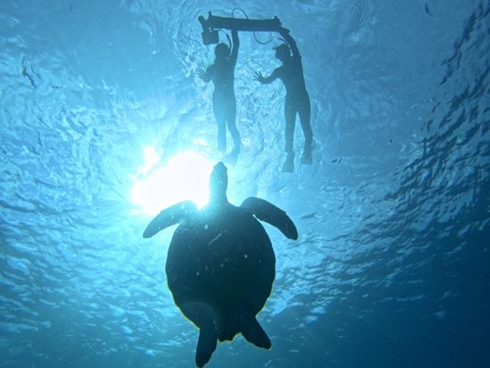 幻の島上陸＆ウミガメシュノーケリング  ドローン空撮無料＋写真＆動画プレゼント 送迎付きで気軽に参加OK◎＜約5時間／一人参加可／石垣島＞
