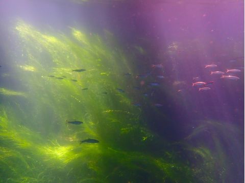 支笏湖 千歳川　リバーシュノーケルツアー 10年連続水質No.1の水中世界を覗いてみよう＜6～11月／現地集合／支笏湖＞by オーシャンデイズ