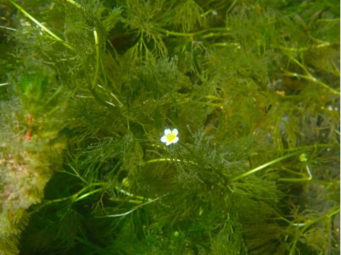 支笏湖 千歳川　リバーシュノーケルツアー 10年連続水質No.1の水中世界を覗いてみよう＜6～11月／現地集合／支笏湖＞by オーシャンデイズ