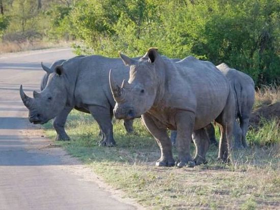 1泊2日 南アフリカサファリツアー クルーガー国立公園観光 往復フライト付＜ケープタウン発着／英語＞