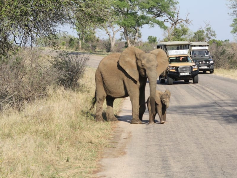 Elephant and baby Kruger Park 