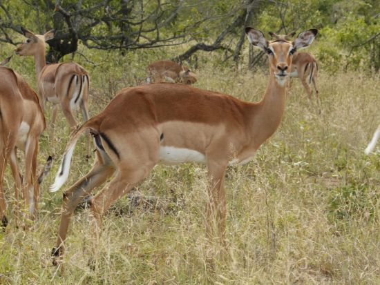 クルーガー国立公園 日帰りサファリ体験ツアー＜英語／ヨハネスブルグ発＞