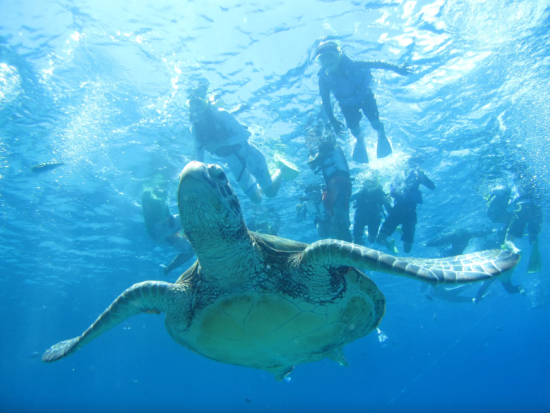 慶良間シュノーケリング　大型クルーザーでクルージングしながらシュノーケリングポイント3エリアを周る＜1日／0歳から参加可／那覇発＞