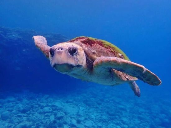 慶良間体験ダイビング＋シュノーケリング　ウミガメやチンアナゴに高確率で会えるポイントへ 慶良間の離島エリアでブルーの海へダイブ！＜1日／1～2ダイブ／那覇発＞