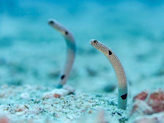 慶良間シュノーケリング　大型クルーザーでクルージングしながらシュノーケリングポイント3エリアを周る＜1日／0歳から参加可／那覇発＞の写真5