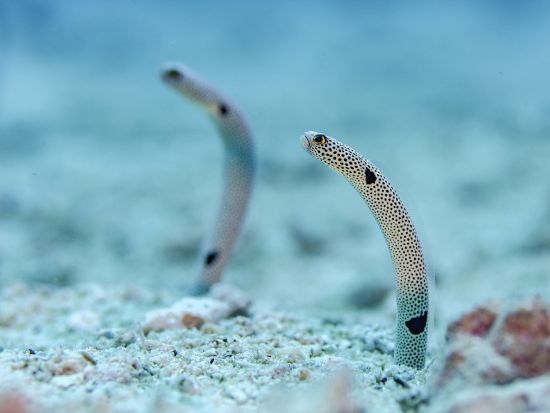 慶良間シュノーケリング　大型クルーザーでクルージングしながらシュノーケリングポイント3エリアを周る＜1日／0歳から参加可／那覇発＞