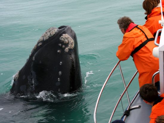 マリンBIG5クルーズツアー アフリカ大陸の南端で貴重な海洋生物さがしの冒険＜混載／軽食／英語／ケープタウン発＞