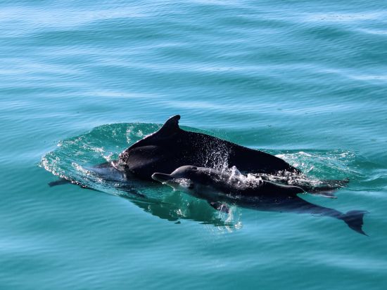 マリンBIG5クルーズツアー アフリカ大陸の南端で貴重な海洋生物さがしの冒険＜混載／軽食／英語／ケープタウン発＞