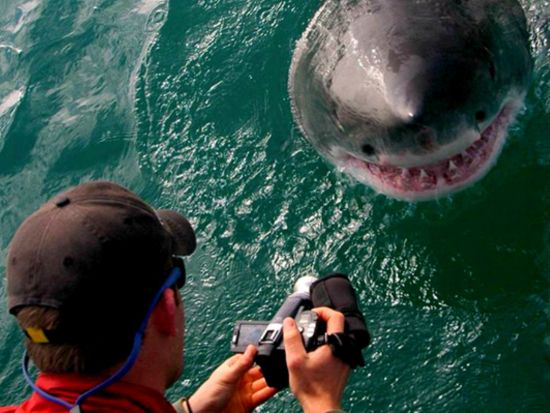 マリンBIG5クルーズツアー アフリカ大陸の南端で貴重な海洋生物さがしの冒険＜混載／軽食／英語／ケープタウン発＞