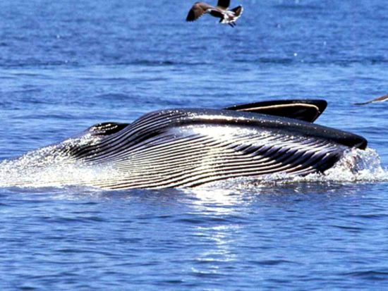 マリンBIG5クルーズツアー アフリカ大陸の南端で貴重な海洋生物さがしの冒険＜混載／軽食／英語／ケープタウン発＞