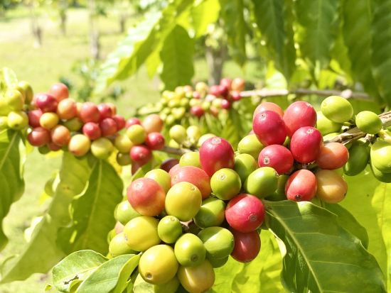 ハワイ島 1日観光ツアー　キラウエア火山＆コナコーヒー農園 ＜昼食＆マラサダ付き／日本語ガイド／コナ空港発 ヒロ空港着＞