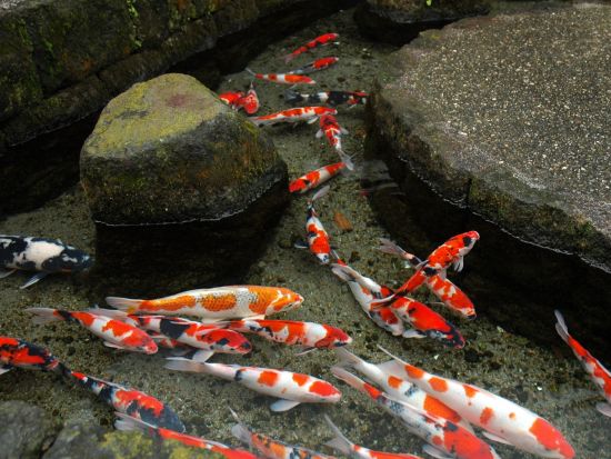 福岡発日帰り長崎・島原ツアー ランチ付しまてつカフェトレイン＋島原城＋長崎カステラランド＋鯉の泳ぐまち散策と湧水庭園 by 西鉄旅行