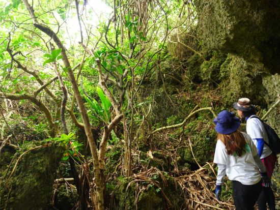 【沖縄本島 中部 恩納村 秘境ツアー】いにしえのエネルギーが満ちる秘境へ　大自然が生む感動の絶景ツアー＜一眼レフで撮影した写真を無料プレゼント＞