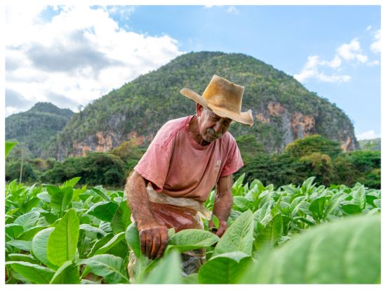 ビーニャレス日帰りツアー＜1日／貸切／英語ガイド／昼食付／入場料込／ハバナ発＞