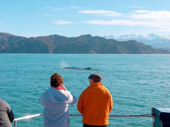 カイコウラ ホエールウォッチング　マッコウクジラに会いに行く！＜日本語ガイド／往復送迎付／クライストチャーチ発＞