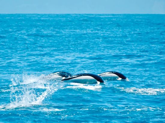 Southern right whale dolphin