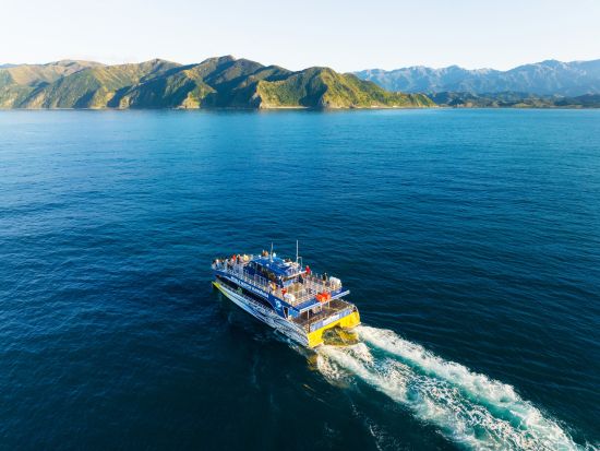 カイコウラ ホエールウォッチング　マッコウクジラに会いに行く！＜日本語ガイド／往復送迎付／クライストチャーチ発＞