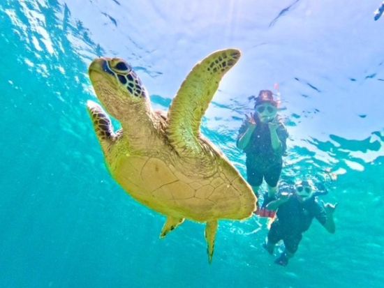 大人気ウミガメシュノーケル 石垣島 99.99％遭遇率 ニモや熱帯魚に会える感動体験 ANAグループ機内誌「翼の王国」掲載＜約3時間／現地集合おすすめ／石垣島＞
