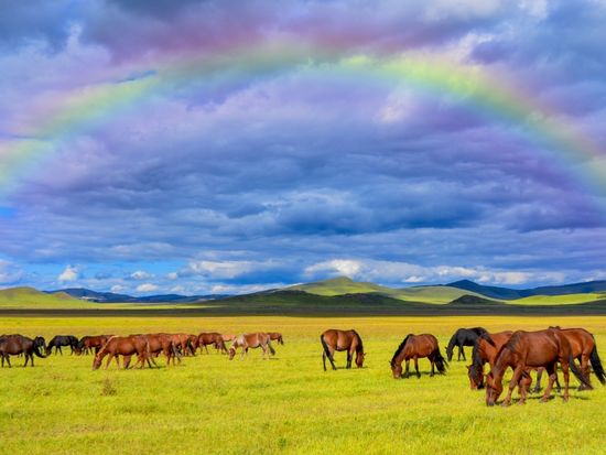 シラムレン草原