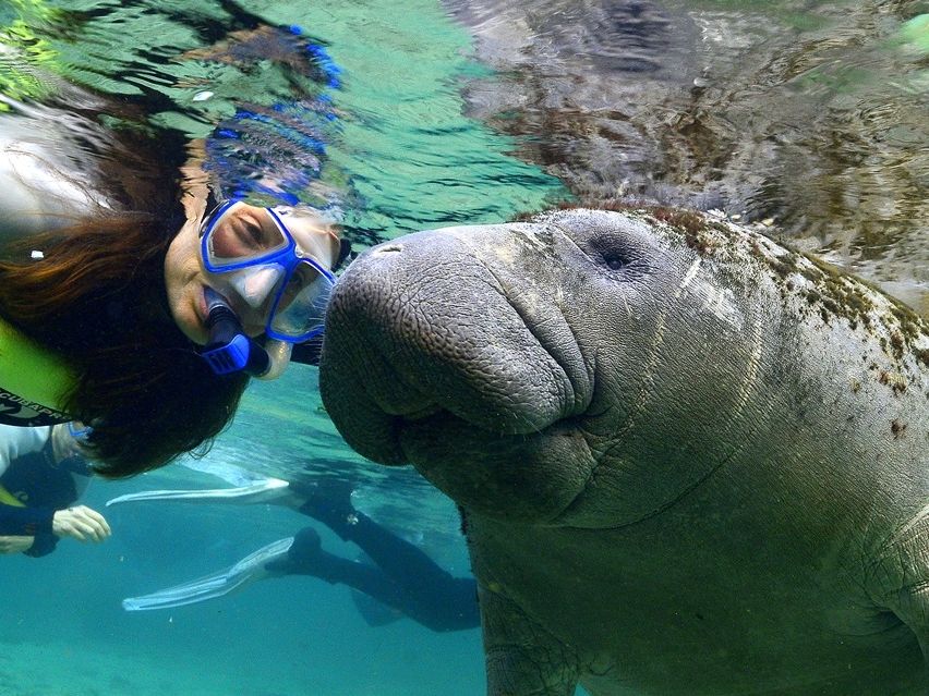 マナティと泳ぐシュノーケリング＆ホモサッサ州立公園 1日観光