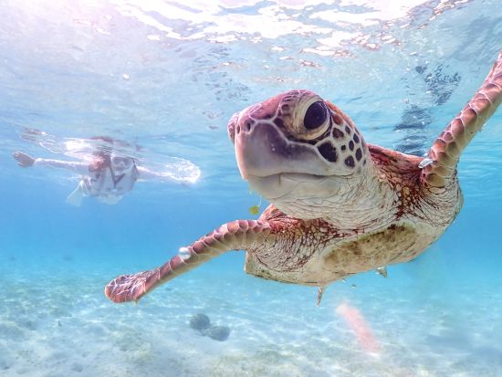 【貸切】ウミガメシュノーケル 宮古ブルーの美しい海を自由に探索 2歳から参加可能 写真・動画の無料プレゼント付き＜2時間／宮古島＞