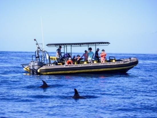 野生のイルカウォッチング＆シュノーケリングツアー ＜軽食付き／英語ガイド＞