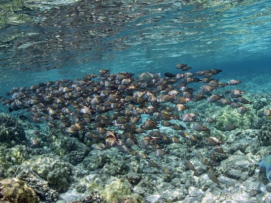 reef 2