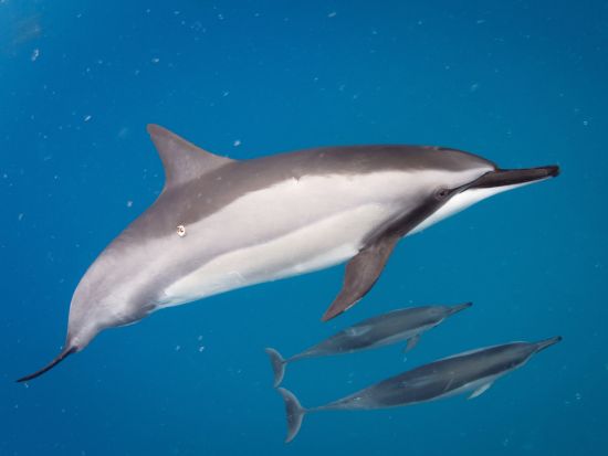 野生のイルカウォッチング＆シュノーケリングツアー ＜軽食付き／英語ガイド＞