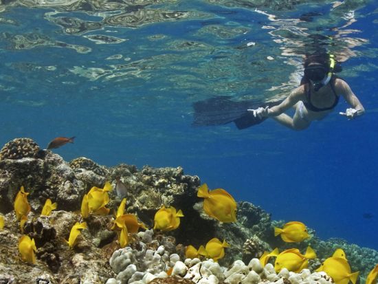 野生のイルカウォッチング＆シュノーケリングツアー ＜軽食付き／英語ガイド＞