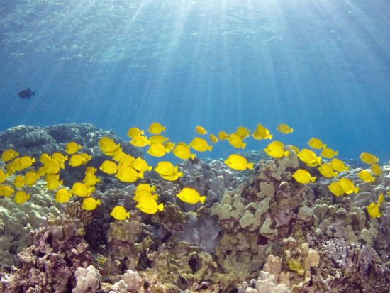 野生のイルカウォッチング＆シュノーケリングツアー ＜軽食付き／英語ガイド＞