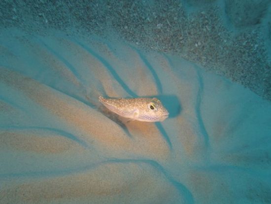 体験ダイビング 神秘的な海の世界へ出かけよう！写真撮影＆レンタル品付き＜約2時間半／奄美大島＞ byダイブサービス ブルーゲイト