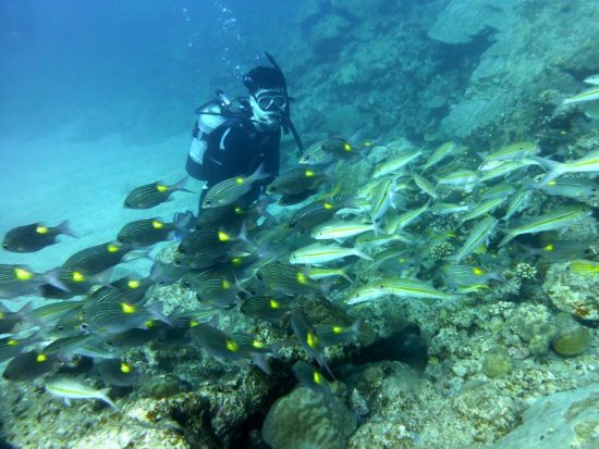 ファンダイビング 2ボートダイブ 海の中に住む美しい生き物たちを探す旅 写真撮影＆ドリンク付き＜約4時間／奄美大島＞ byダイブサービス ブルーゲイト