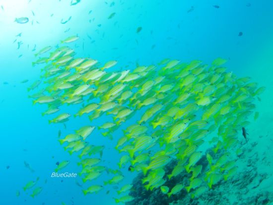 体験ダイビング 神秘的な海の世界へ出かけよう！写真撮影＆レンタル品付き＜約2時間半／奄美大島＞ byダイブサービス ブルーゲイト