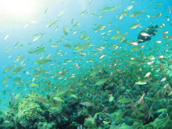 ファンダイビング 2ボートダイブ 海の中に住む美しい生き物たちを探す旅 写真撮影＆ドリンク付き＜約4時間／奄美大島＞ byダイブサービス ブルーゲイト