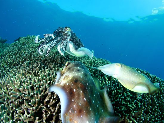 ファンダイビング 2ボートダイブ 海の中に住む美しい生き物たちを探す旅 写真撮影＆ドリンク付き＜約4時間／奄美大島＞ byダイブサービス ブルーゲイト