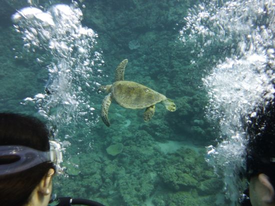 ファンダイビング 2ボートダイブ 海の中に住む美しい生き物たちを探す旅 写真撮影＆ドリンク付き＜約4時間／奄美大島＞ byダイブサービス ブルーゲイト