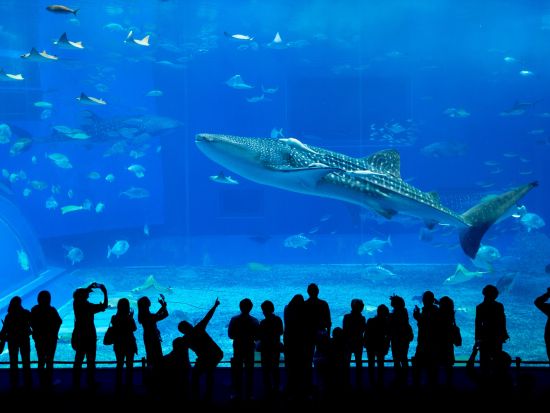 美ら海とくとく5パス or 沖縄とくとく3パス 人気施設の割引入場券セット お得に旅行を楽しもう！＜5日間有効＞by 沖縄JTB