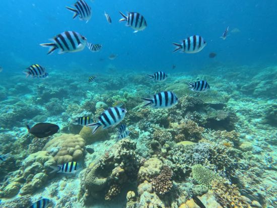 スピードボートで行く海洋保護区でのシュノーケルツアー！　パラセイリングorバナナボート付きプランや昼食オプションあり＜半日／英語ガイド＞