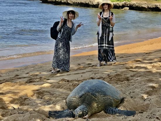 ノースショア（ハレイワ）観光　絶景ビーチを巡ってウミガメウォッチング＋ハレイワの町散策　選べるランチ付き＜1日／日本語ガイド＞