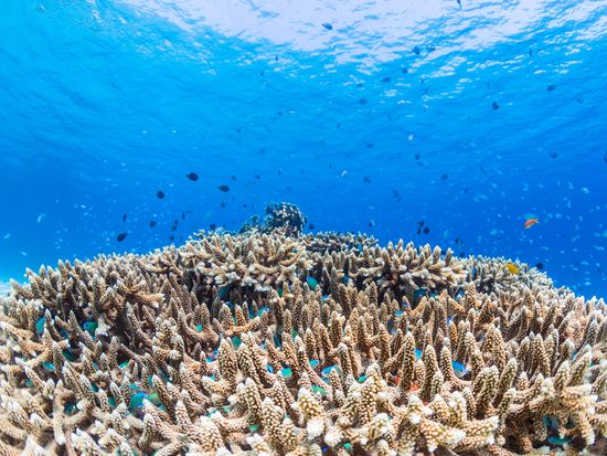 Okinawa_Coral Reef_Fish_AdobeStock_164291947