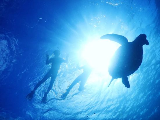 青の洞窟＆ウミガメシュノーケル 石垣島の美しい海を満喫 高確率でウミガメに出会える 器材レンタル無料＜送迎あり／石垣島＞