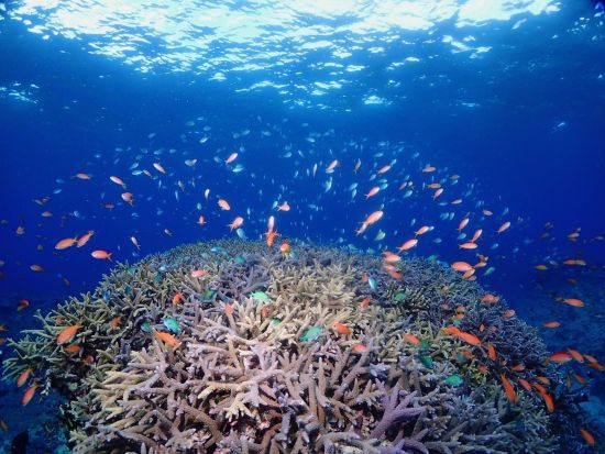 大満足シュノーケリングツアー！世界有数のスポットで泳ごう♪水中カメラレンタル有＜約6時間半／送迎あり／石垣島＞