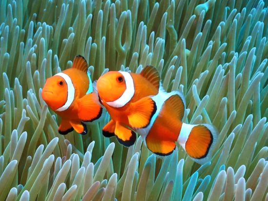 大満足シュノーケリングツアー！世界有数のスポットで泳ごう♪水中カメラレンタル有＜約6時間半／送迎あり／石垣島＞