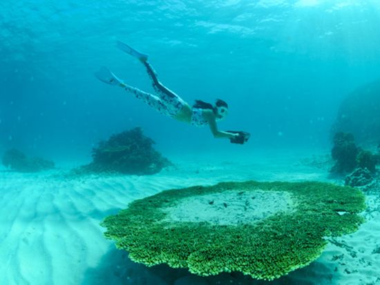 大満足シュノーケリングツアー！世界有数のスポットで泳ごう♪水中カメラレンタル有＜約6時間半／送迎あり／石垣島＞